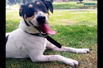 Luna mascota en adopción