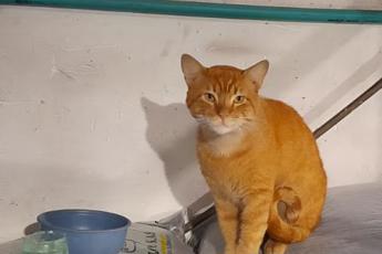 PACHITO mascota en adopción