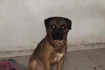 Toby mascota en adopción