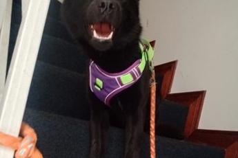 Akira mascota en adopción