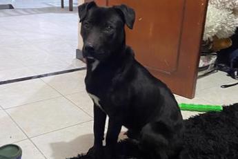 Mailo mascota en adopción