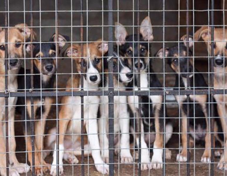 Registra tu fundación de perros y gatos
